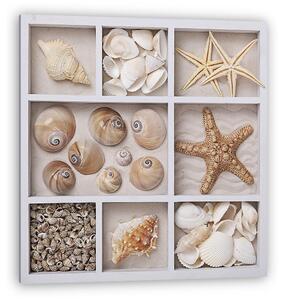 Seashells fehér dobozban (vászonkép)
