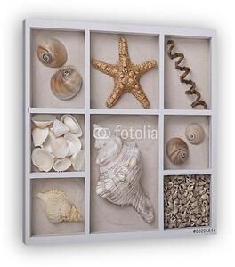 Seashells fehér dobozban (vászonkép)