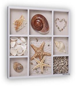 Seashells fehér dobozban (vászonkép)