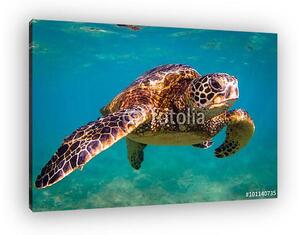 Veszélyeztetett Hawaii Zöld Tengeri Turtle cirkál a melegvizekbe (vászonkép)