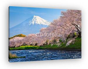 Fuji és Sakura (vászonkép)