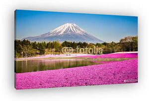 Moha phlox a mount fuji-val a háttérben (vászonkép)