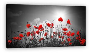 Poppies field panorama (vászonkép)