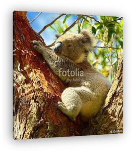 Koalas a Great Ocean Road mentén, Victoria, Ausztrália (vászonkép)