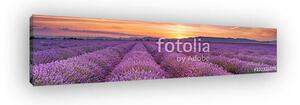 Napkelte a levendula mezei a Provence-ban, Franciaországban (vászonkép)