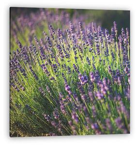 Lavender (vászonkép)