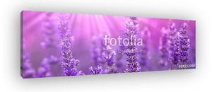 Lavender (vászonkép)