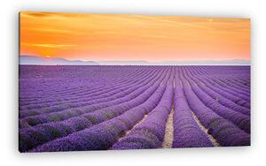 Valensole, Provence, Franciaország. Lavender mező tele lila flow (vászonkép)