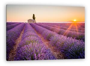 Valensole, Provence, Franciaország. Lavender mező tele lila flow (vászonkép)