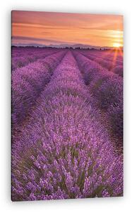 Napkelte a levendula mezei a Provence-ban, Franciaországban (vászonkép)