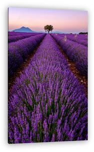 Fa a levendula területen napnyugtakor Provence, Franciaország (vászonkép)