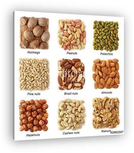 Nuts kollekció címek elszigetelt fehér háttérrel (vászonkép)