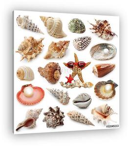 Seashell gyűjtemény elszigetelt fehér háttér (vászonkép)