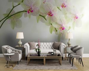 Fotótapéta Nyugodt vízben tükröződő orchideák, Modern fotótapéta, Modern fotótapéta, u56335 - Muralas.hu