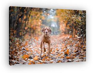 Vizsla (vászonkép)