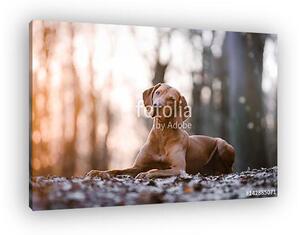 Portrait of hungarian vizsla hunter dog (vászonkép)