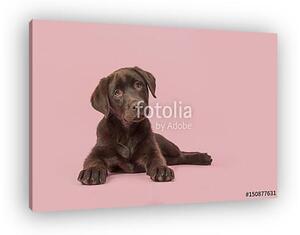 Négy hónapos barna labrador retriever kiskutya fekszik látva f (vászonkép)
