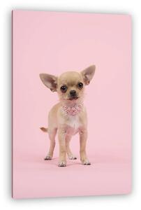 Aranyos chihuahua kutya kutya visel egy gyöngy nyaklánc állt a (vászonkép)