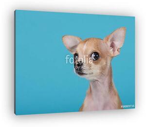 Vicces portré egy aranyos chihuahua kutya kék alapon (vászonkép)