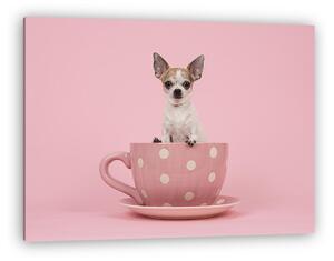 Fehér és barna felnőtt chihuahua kutya, rózsaszín és fehér színb (vászonkép)