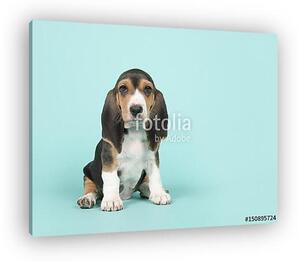 Aranyos ülő basset artesien normand kiskutya kék alapon (vászonkép)