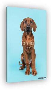 Aranyos rhodesian ridgeback kiskutya ül a fényképezőgép felé egy (vászonkép)