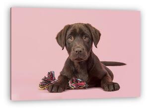 Barna labrador retriever kiskutya fekvő lefelé nézve, w (vászonkép)