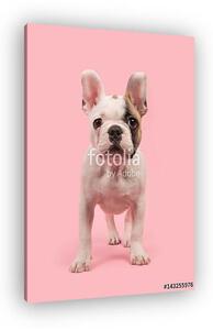 Aranyos állva francia bulldog kiskutya látott elölről (vászonkép)