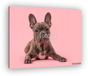Aranyos francia bulldog kutya rózsaszín háttérrel (vászonkép)