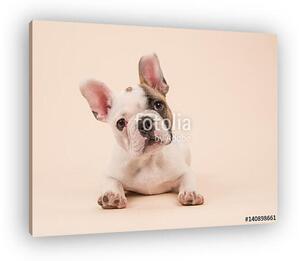 Aranyos francia bulldog kiskutya fekszik egy creme színű backgro (vászonkép)