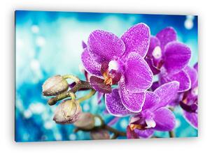 Virágok - Orchidea, Orchidea (vászonkép)