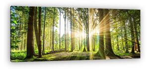 Erdei panoráma napsugarakkal (vászonkép)