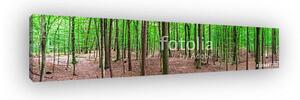 Erdei panoráma tájfák (vászonkép)