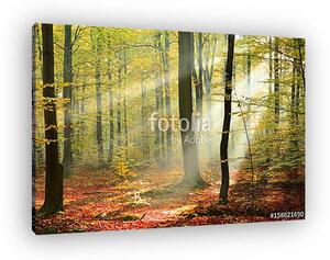 Forest (vászonkép)