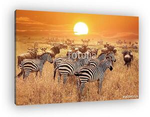 Zebra a naplementében a Serengeti Nemzeti Parkban. Afrika. Tanzá (vászonkép)