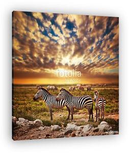 Zebrák állománya az afrikai savannal a naplementében. Safari a S (vászonkép)