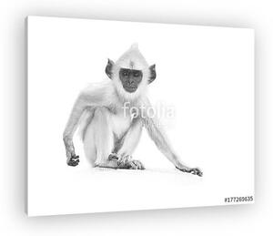 Langur majom fekete fehérben (vászonkép)