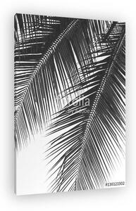 Beautiful palms leaf on white background (vászonkép)