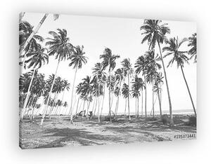 Coconut tree view in black and white with vintage effect. (vászonkép)