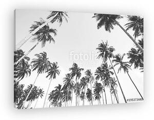 Coconut tree view in black and white with vintage effect. (vászonkép)