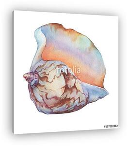 Illustrations of sea shells. Marine design. Hand drawn watercolo (vászonkép)