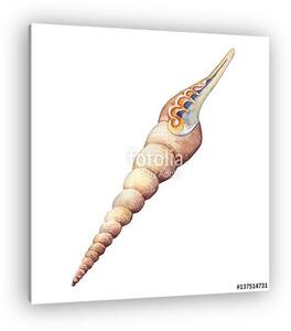 Illustrations of sea shells. Marine design. Hand drawn watercolo (vászonkép)