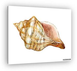 Shell isolated on white background, watercolor illustration (vászonkép)