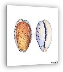 Illustrations of sea shells. Marine design. Hand drawn watercolo (vászonkép)