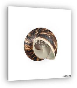 Marginata Shell on white. 3D illustration (vászonkép)
