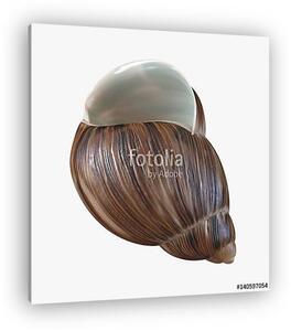 Marginata Shell on white. 3D illustration (vászonkép)