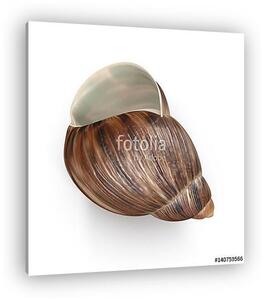 Marginata Shell on white. 3D illustration (vászonkép)