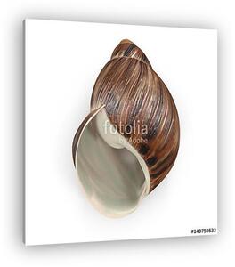 Marginata Shell on white. 3D illustration (vászonkép)