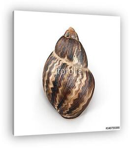 Marginata Shell on white. 3D illustration (vászonkép)