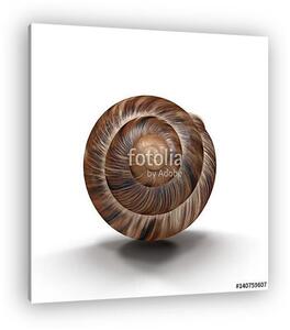 Marginata Shell on white. 3D illustration (vászonkép)